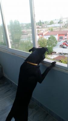 Прикачена снимка