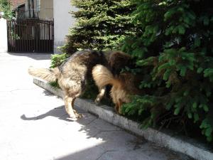Прикачена снимка
