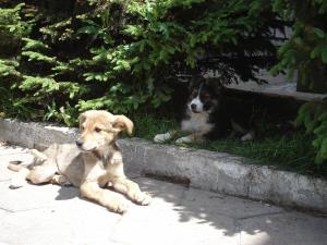 Прикачена снимка