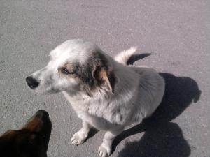 Прикачена снимка