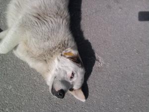 Прикачена снимка