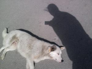 Прикачена снимка