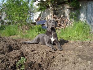 Прикачена снимка