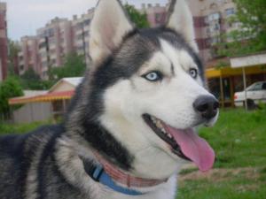 Прикачена снимка