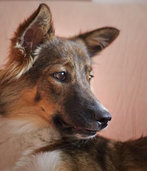 Прикачена снимка