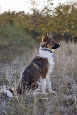Прикачена снимка