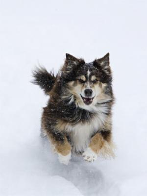Прикачена снимка