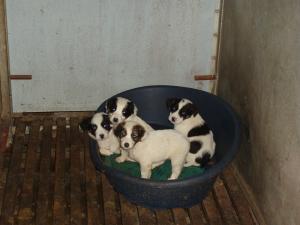 Прикачена снимка