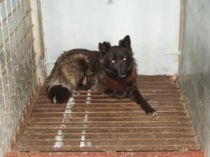 Прикачена снимка