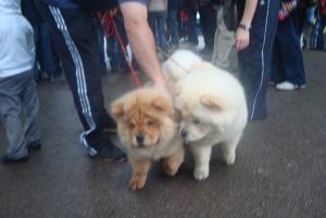 Прикачена снимка