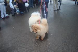 Прикачена снимка