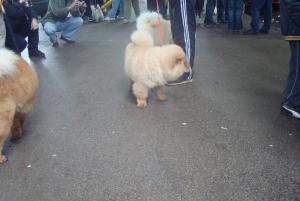 Прикачена снимка