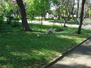 Прикачена снимка