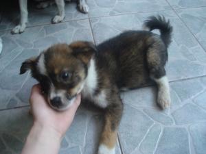 Прикачена снимка