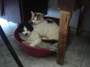 Прикачена снимка
