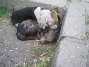 Прикачена снимка