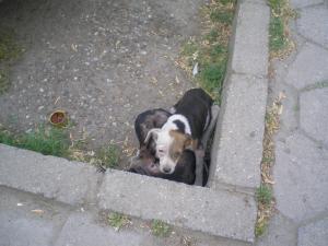 Прикачена снимка