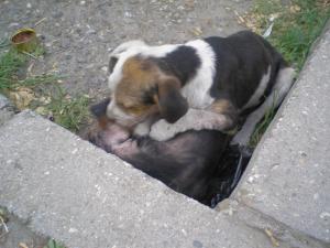 Прикачена снимка