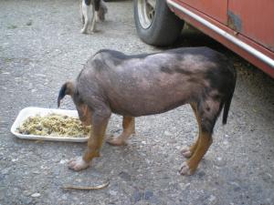 Прикачена снимка