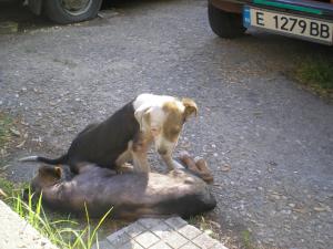 Прикачена снимка