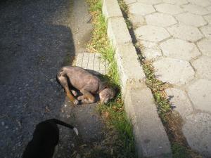 Прикачена снимка