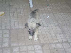 Прикачена снимка
