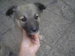Прикачена снимка