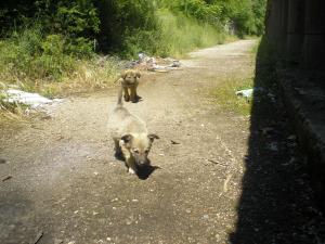 Прикачена снимка