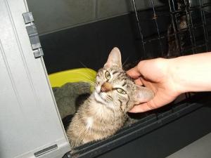 Прикачена снимка