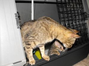 Прикачена снимка