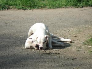 Прикачена снимка