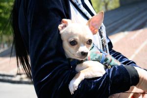 Прикачена снимка