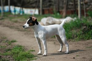 Прикачена снимка