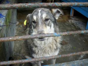 Прикачена снимка