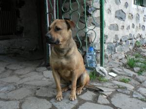 Прикачена снимка
