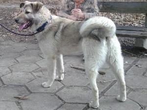 Прикачена снимка