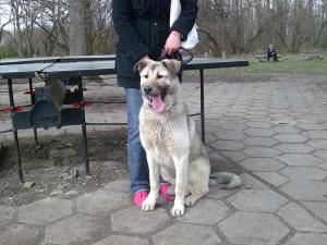 Прикачена снимка