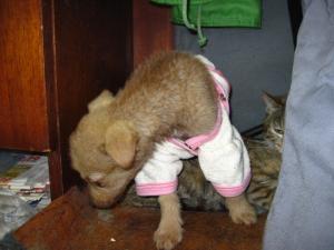 Прикачена снимка