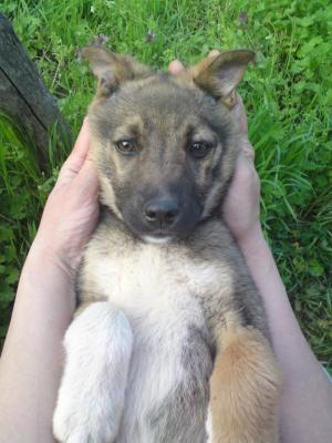 Прикачена снимка