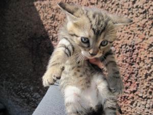 Прикачена снимка