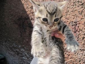Прикачена снимка