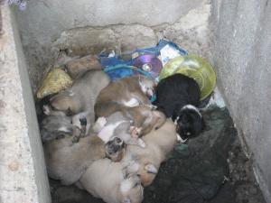 Прикачена снимка