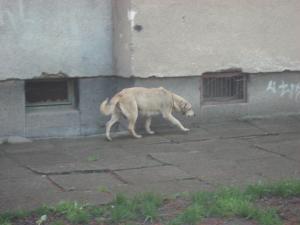 Прикачена снимка
