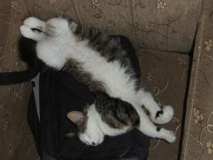 Прикачена снимка