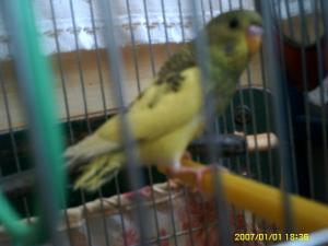 Прикачена снимка