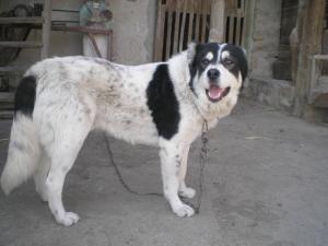 Прикачена снимка