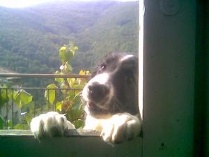 Прикачена снимка