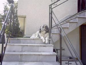 Прикачена снимка