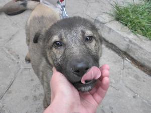 Прикачена снимка