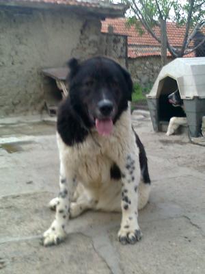 Прикачена снимка